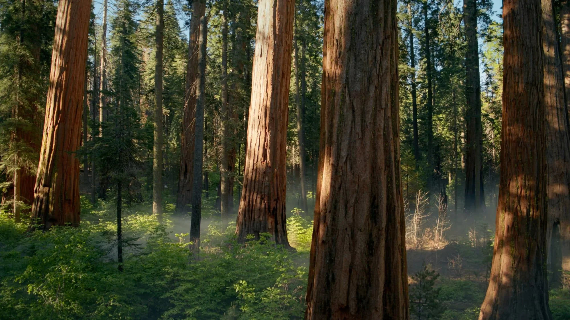 Redwood forest